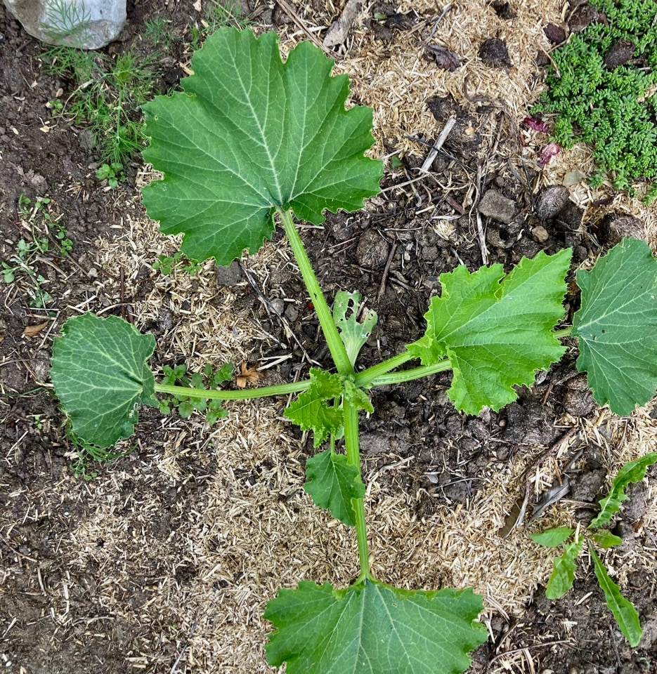 Summer squash - Кабачок літній 