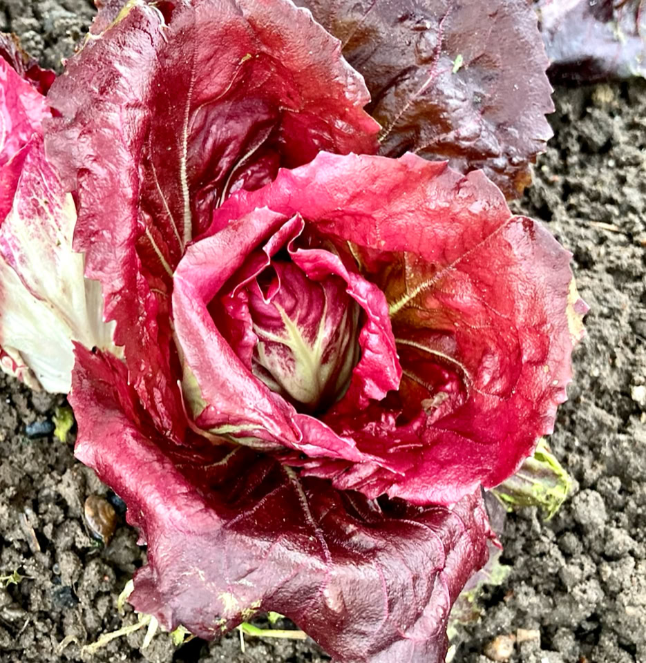 Radicchio - Салат радиккіо