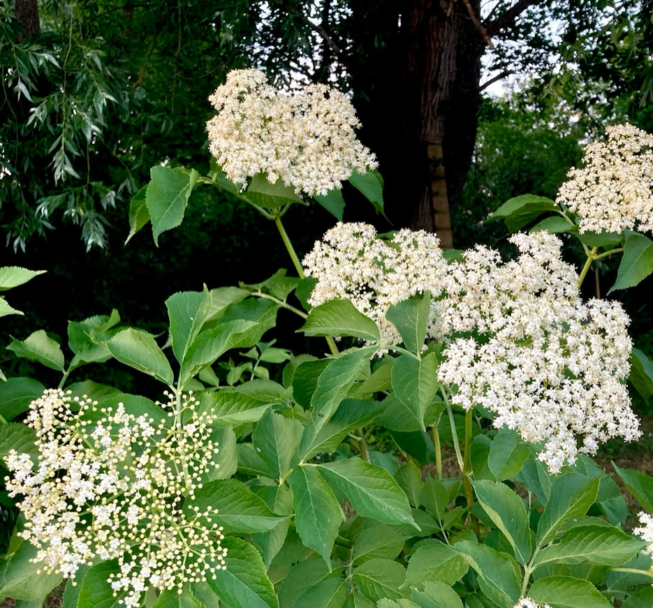 Elder flowers - Квіти бузини