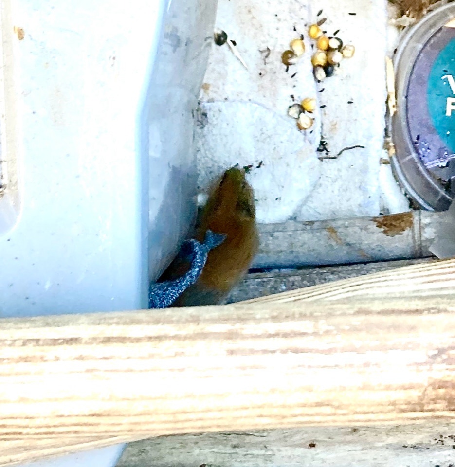 rødmus Myodes glareolus