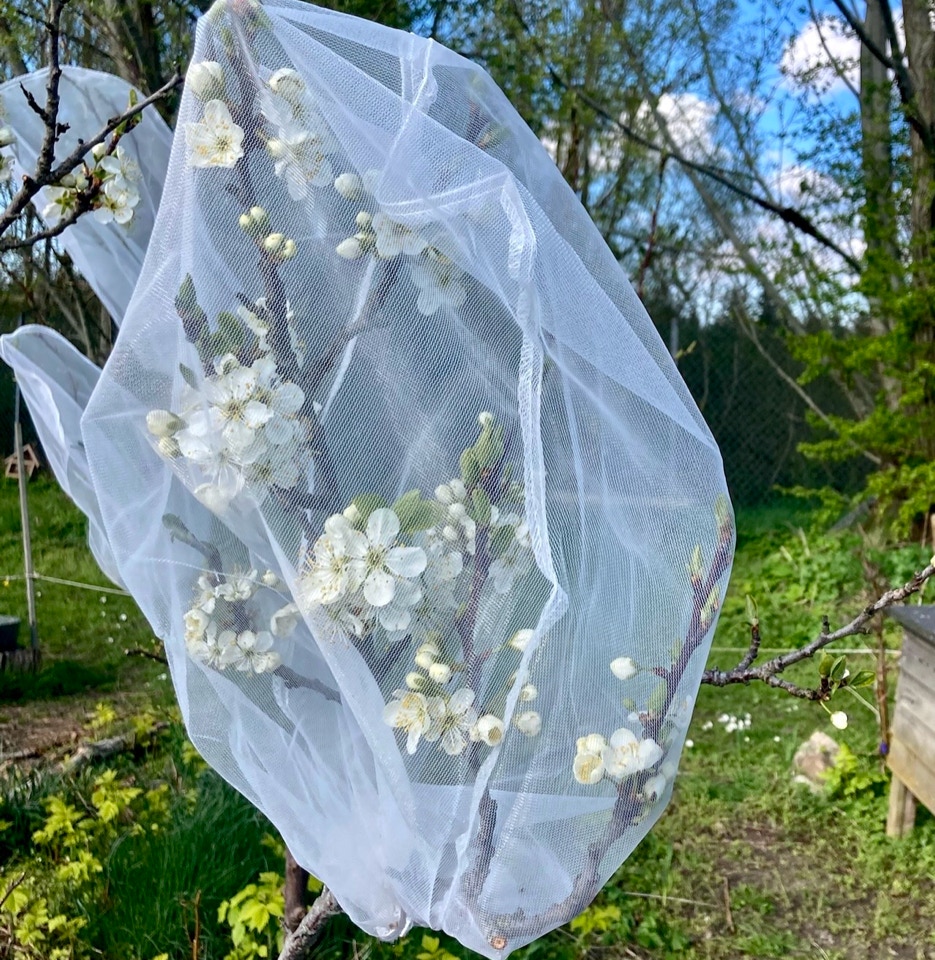 Plum tree flower netting blomme net