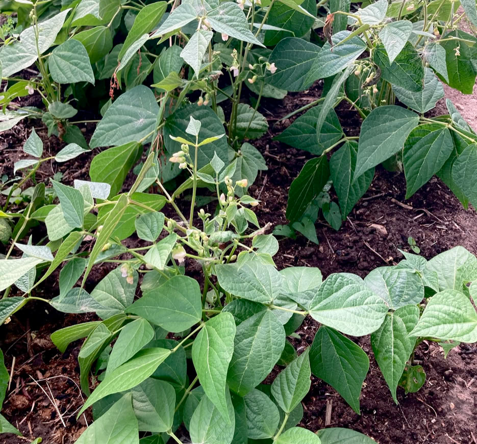 Bush beans - Кущова квасоля