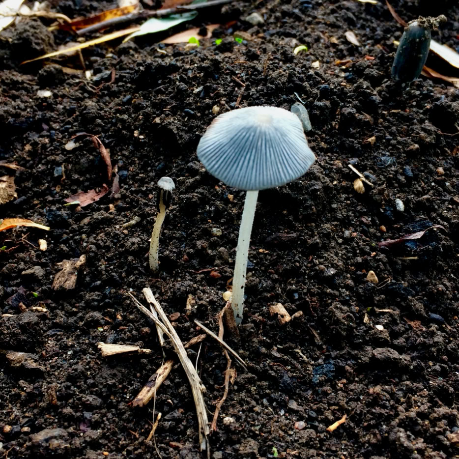 mødding blækhat (Coprinopsis cinerea)