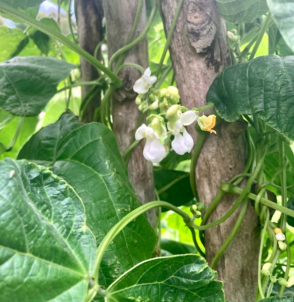 Runner bean flowers - Стручкова квасоля