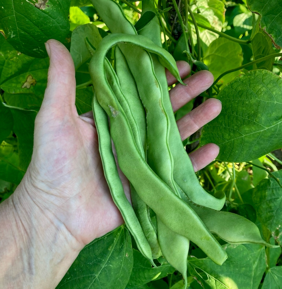Helda runner beans - Хельда біжучі боби