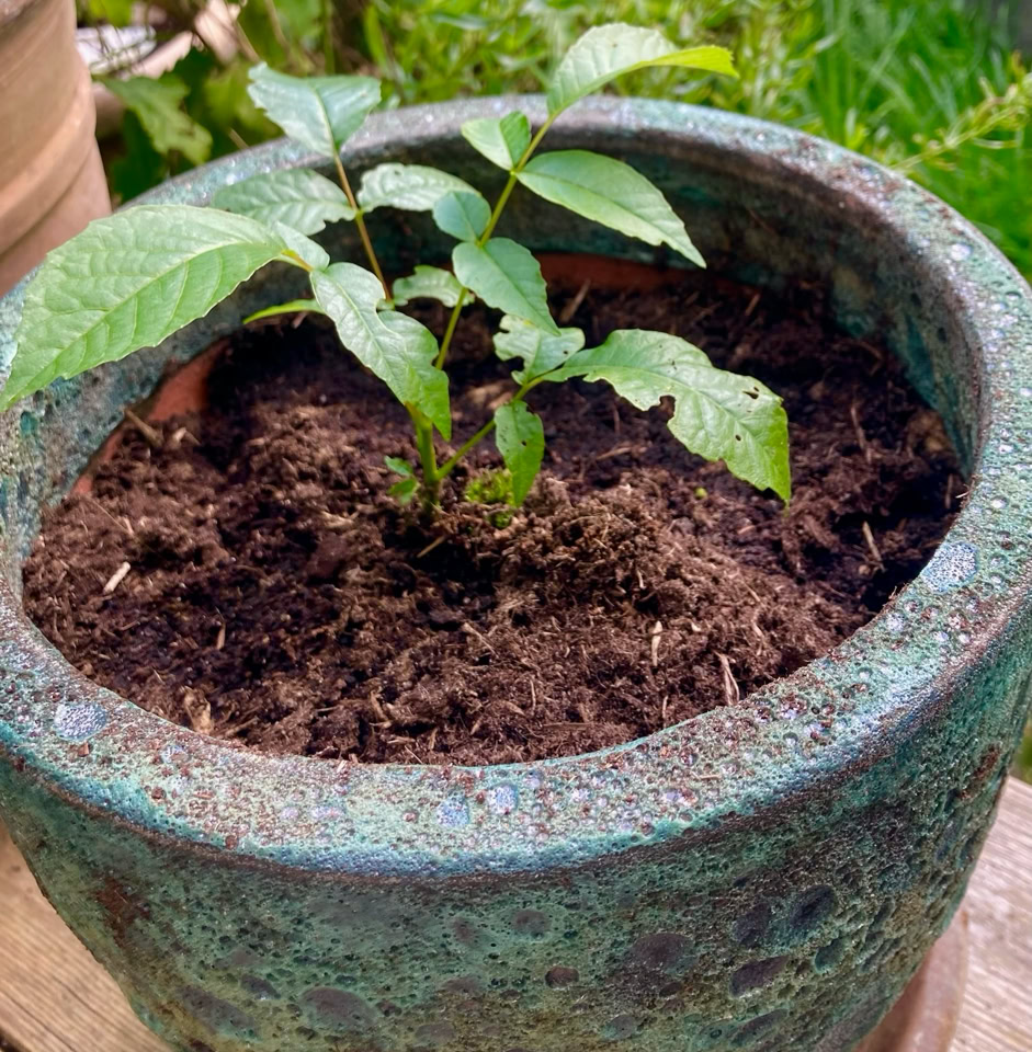 wallnut seedling - Саджанець стінового горіха 