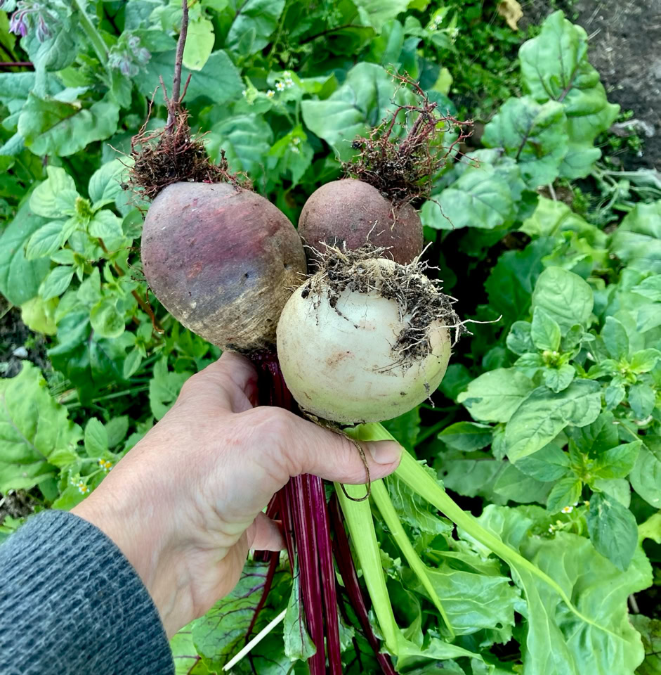 Roots beets - коренеплоди, буряк