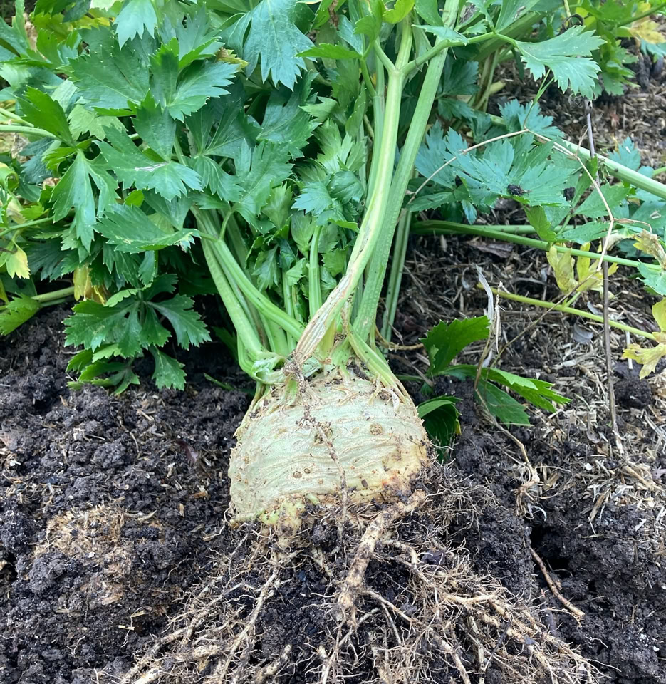 Celeriac - Селера