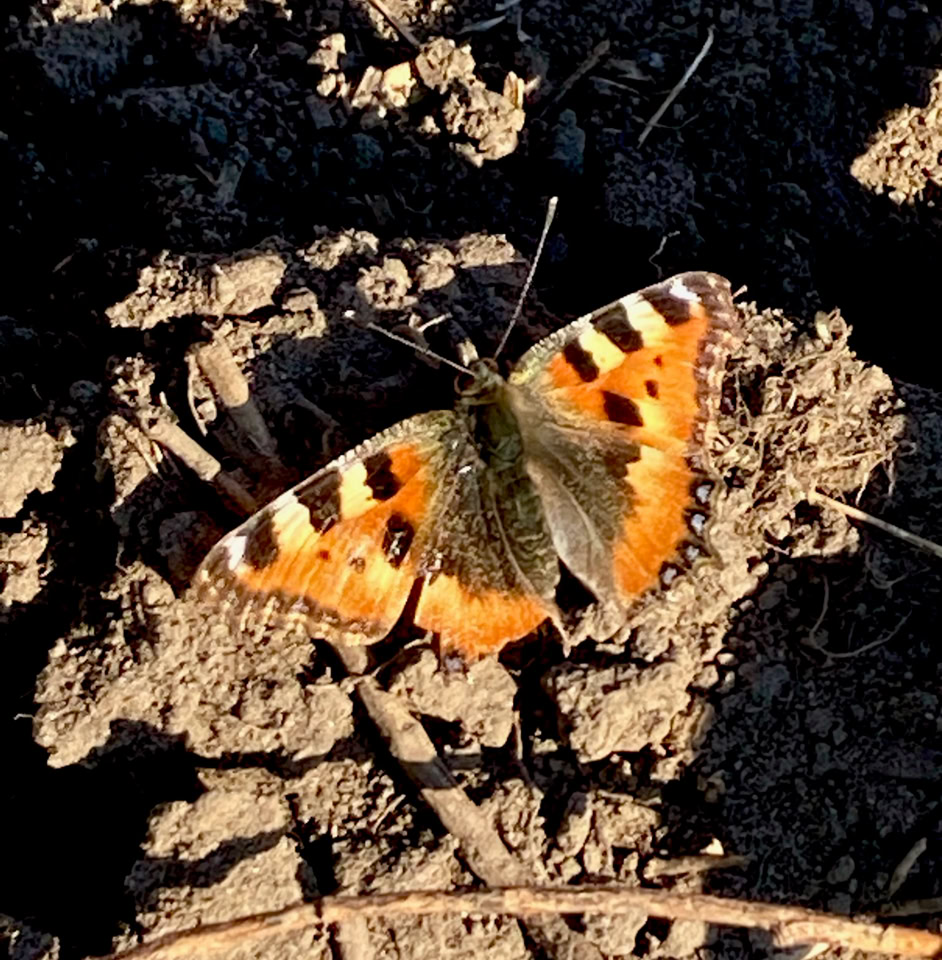 Aglais urticae - Кропив'янка