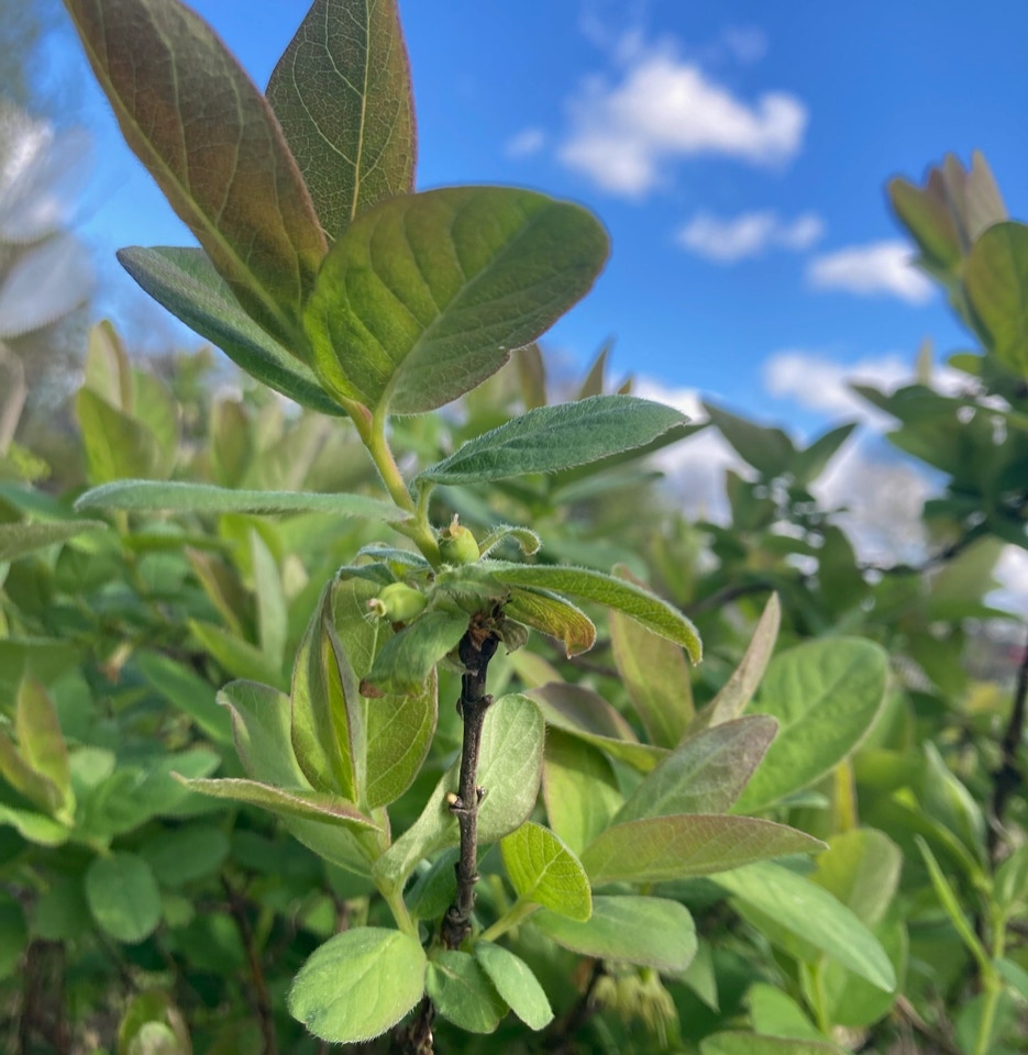 Lonicera Sinoglaska April 2024