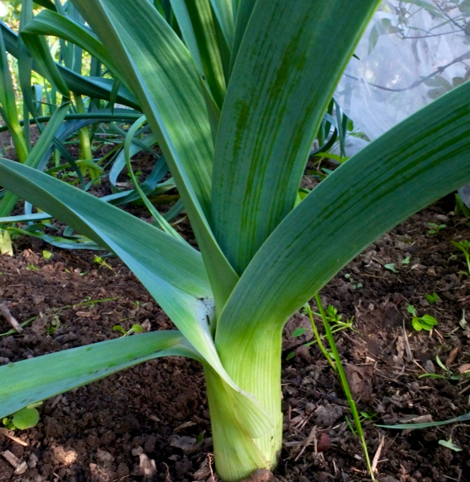 porre musselburgh leek