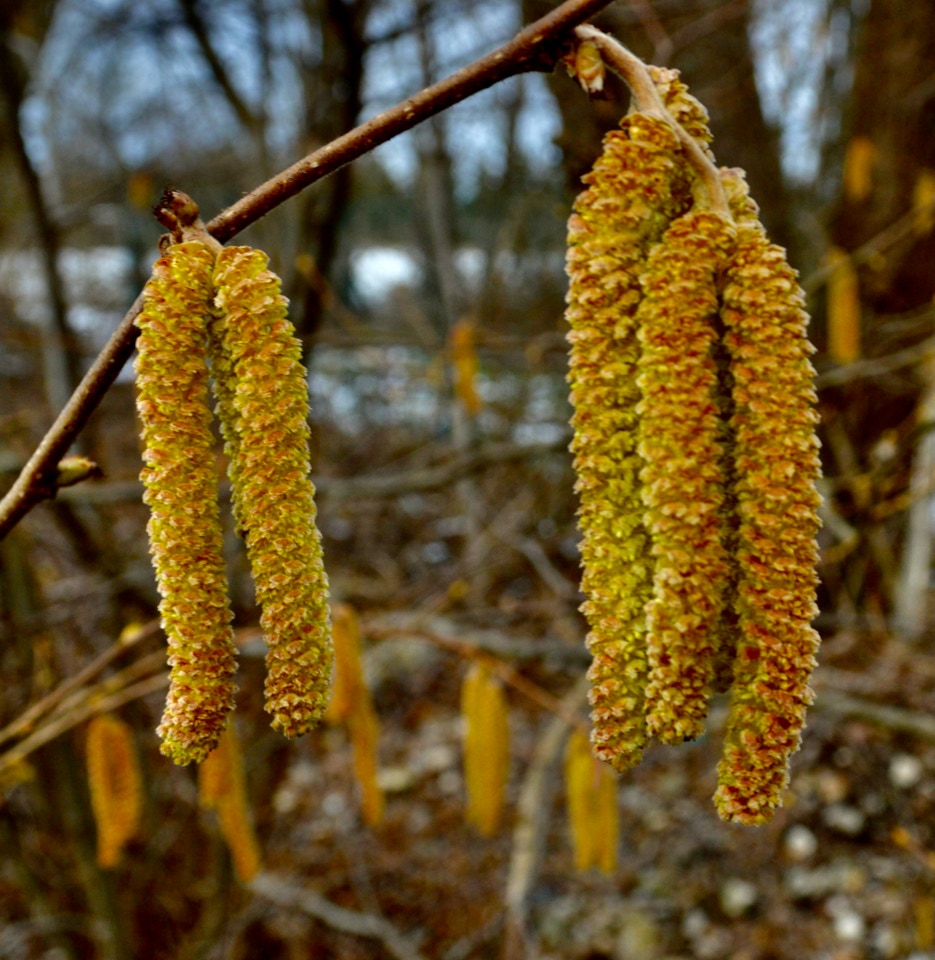 Hassel rakler hazelnut catkins