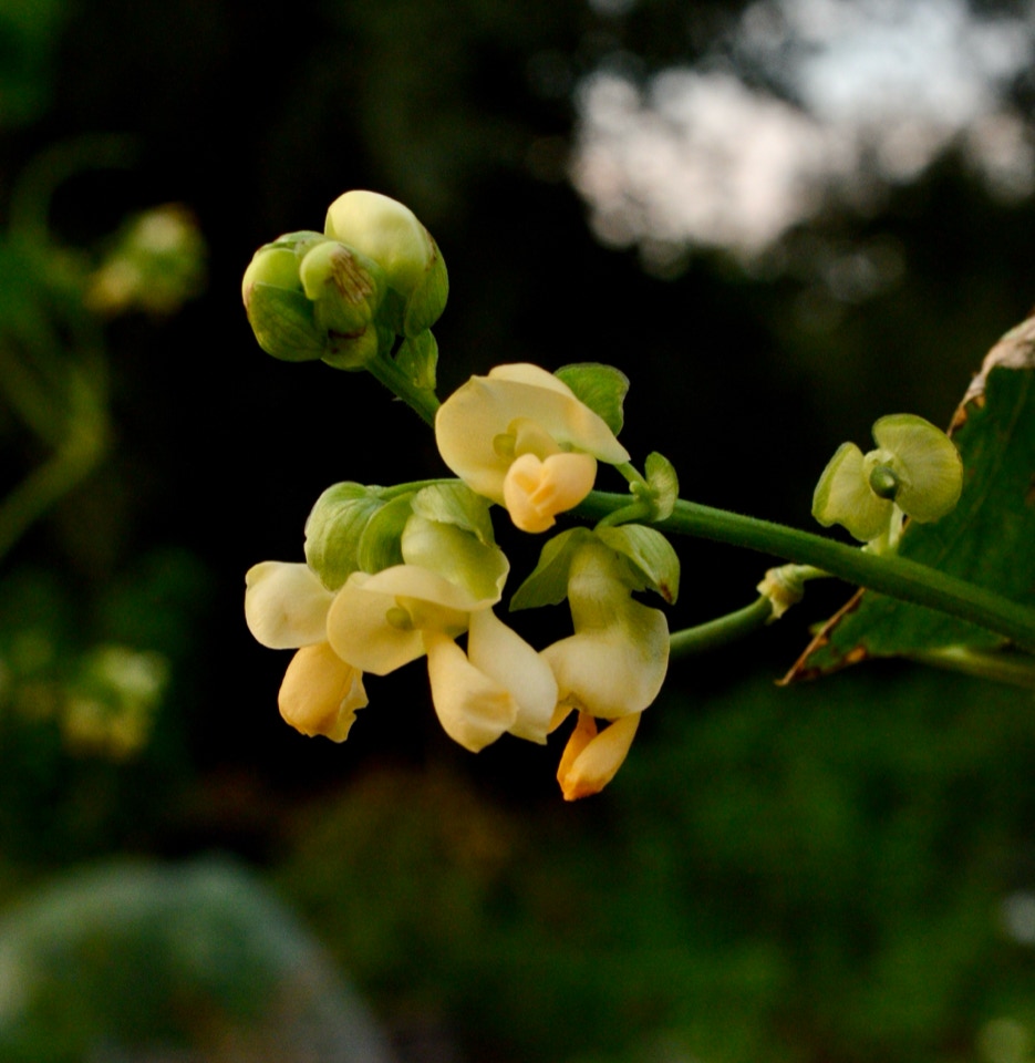 stangbønne blomst climbing bean flower