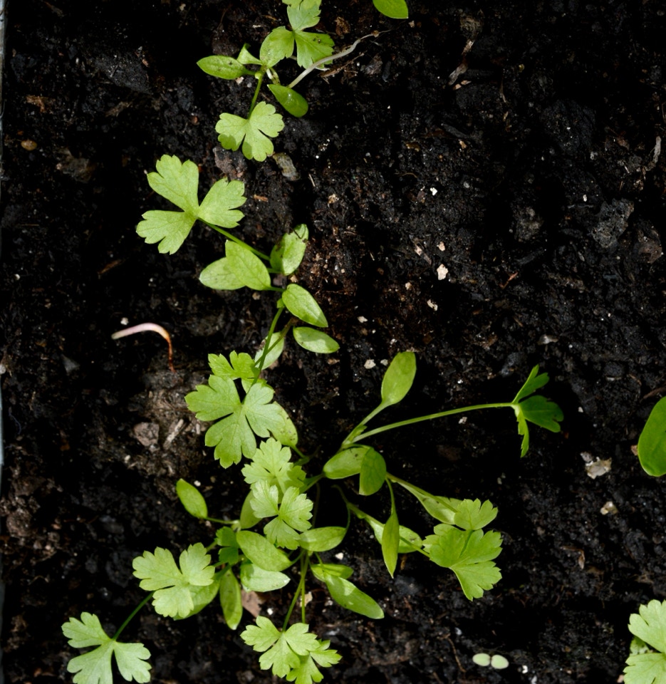 Persille Parsley Ukraine April 2024
