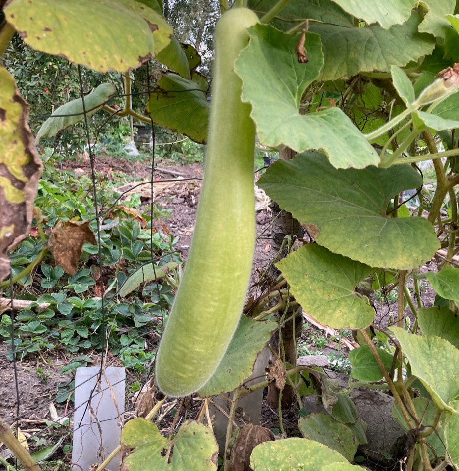 Squash Haylan Calabash 