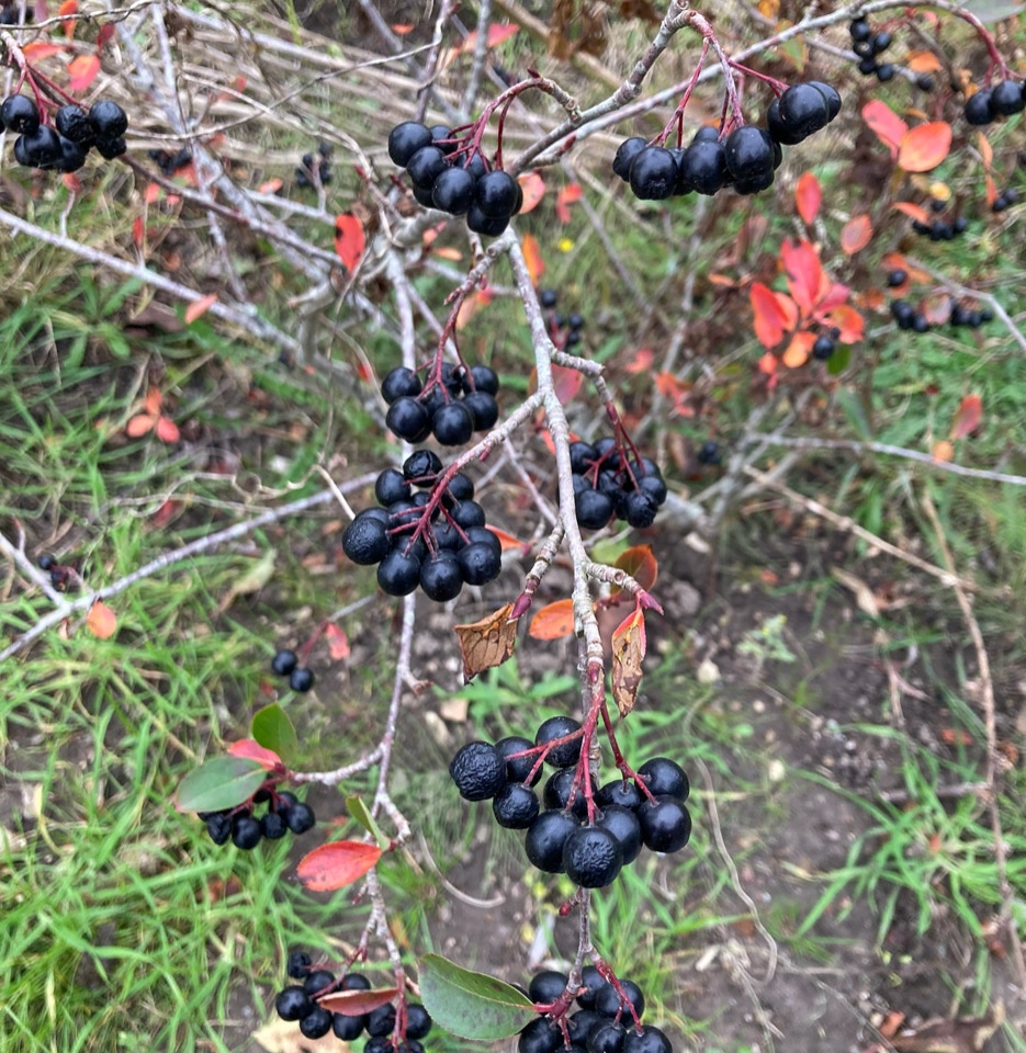 Aronia berries surbaer