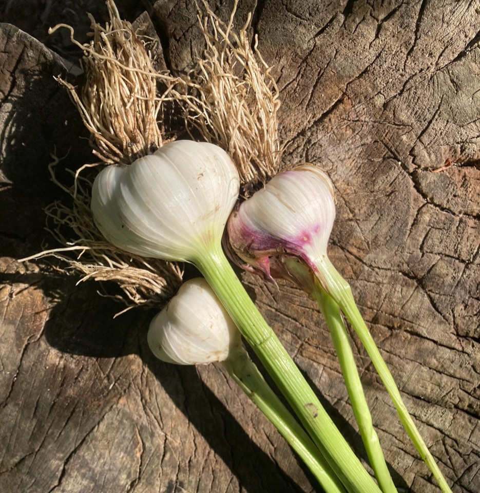 Garlic Ljubasha - Часник Любаша -