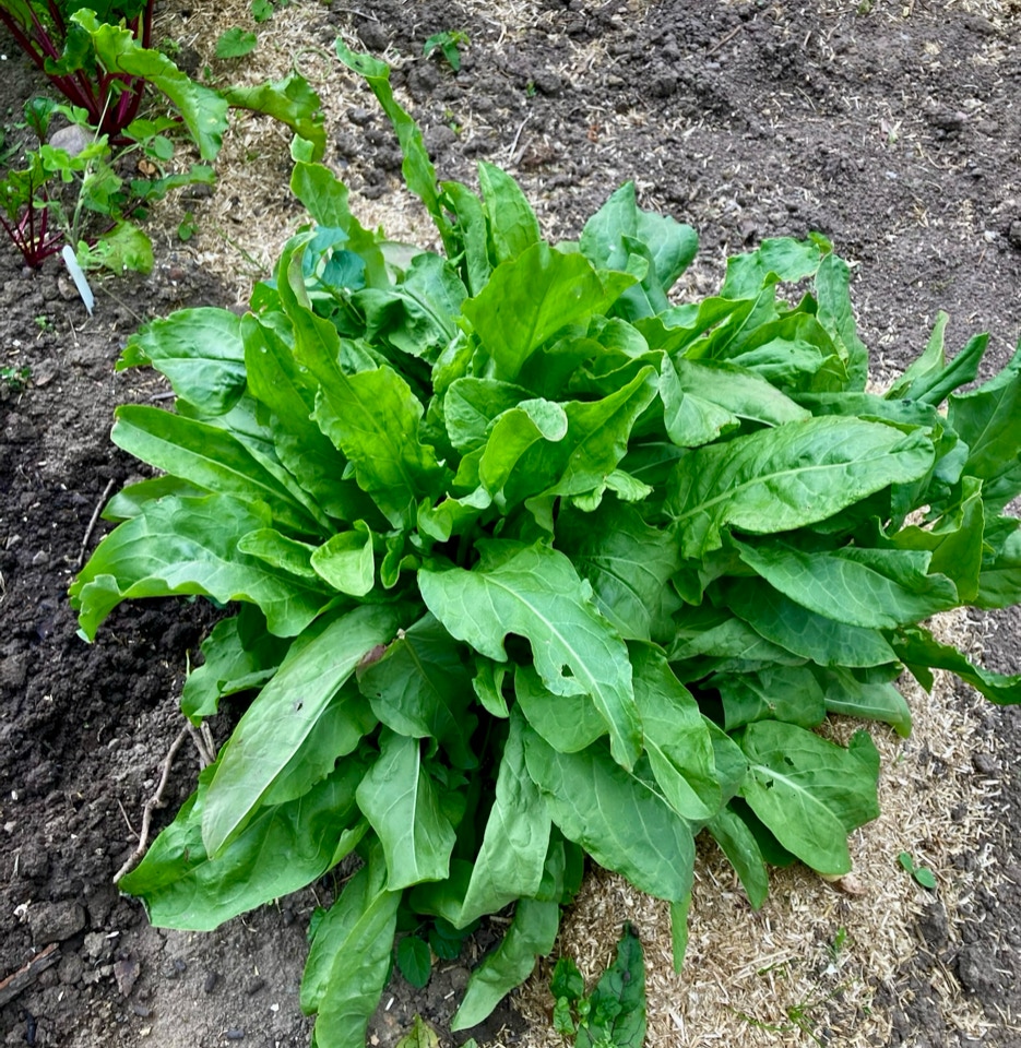 Sorrel - Щавель 