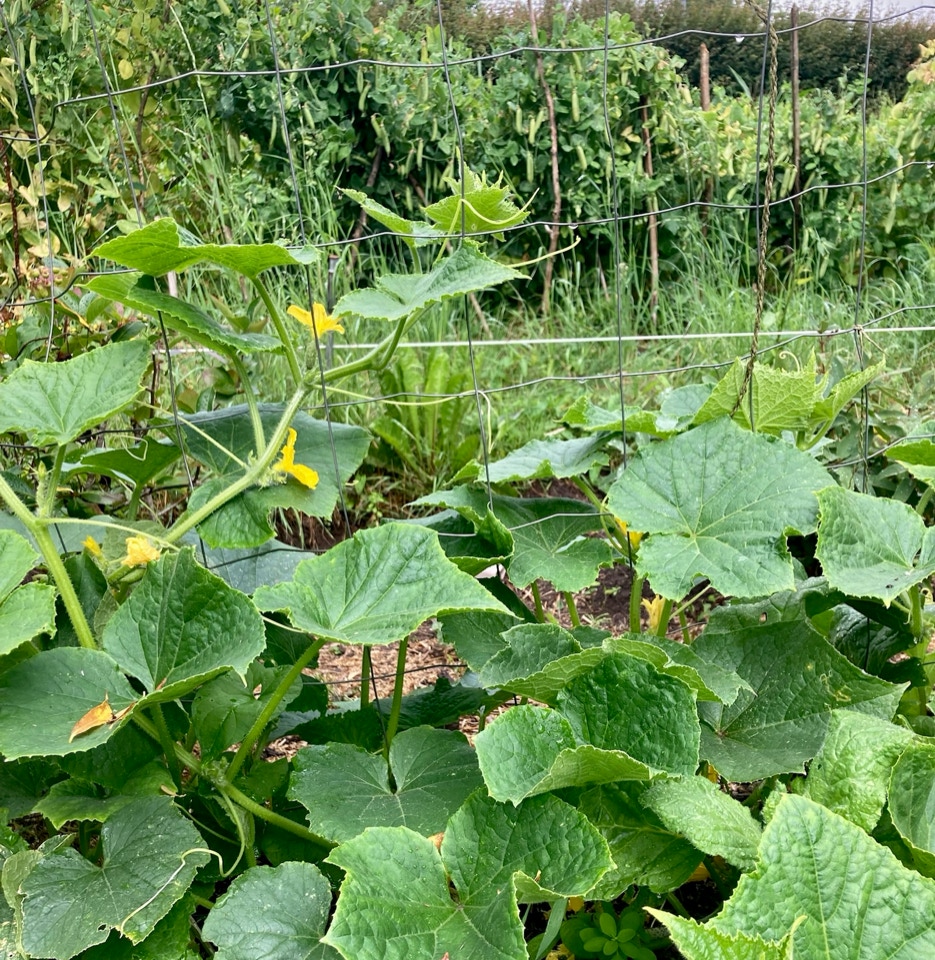 Agurkeplanter vokser - Рослини огірків ростуть 
