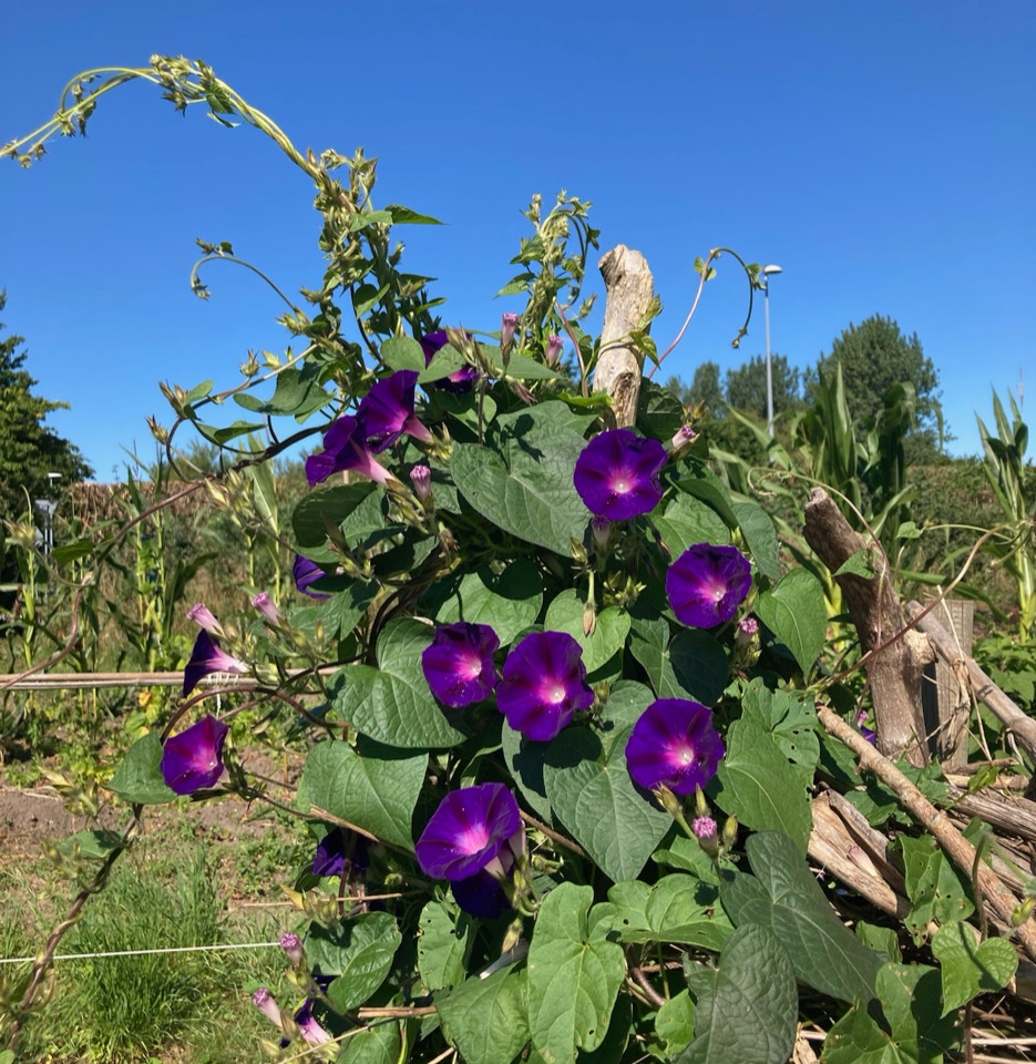 Ipomoea pragtsnerle - Іпомея