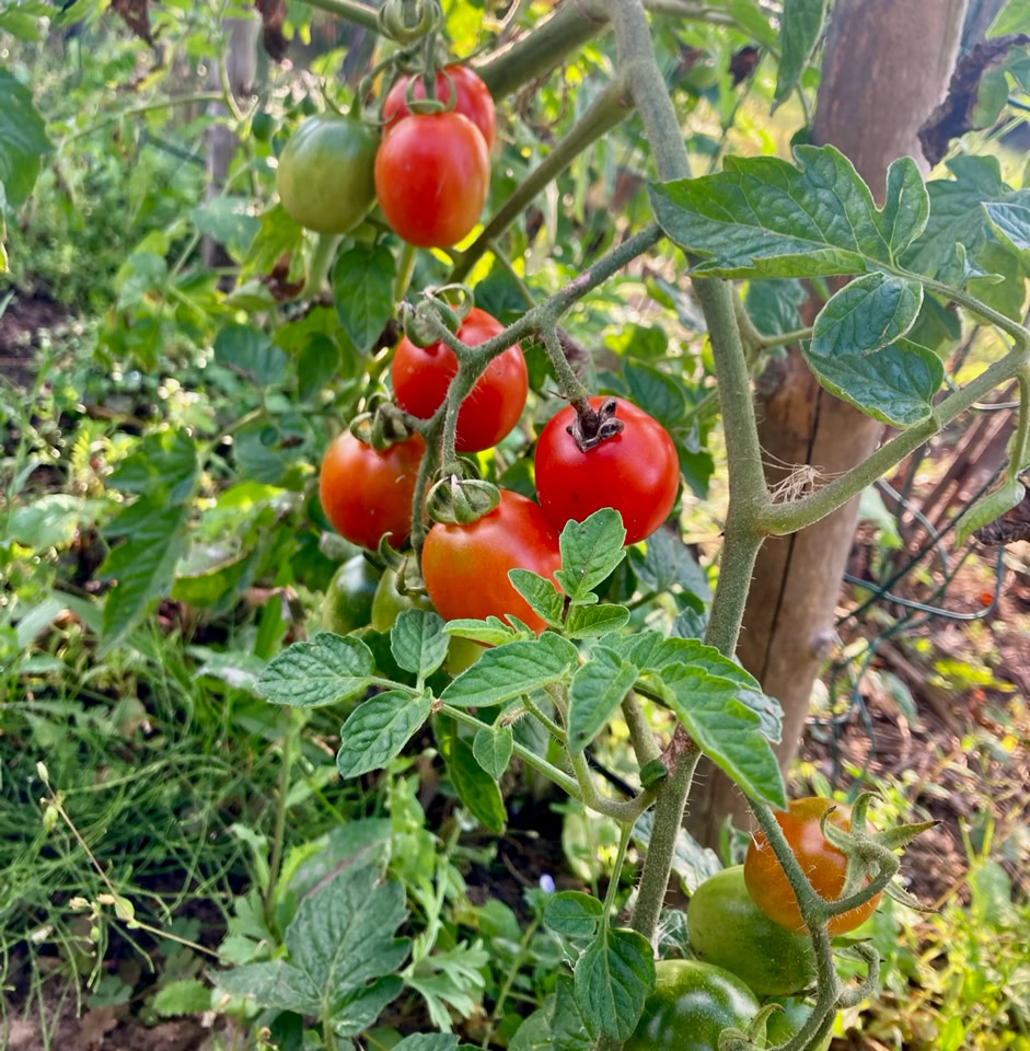 Demeter tomatoes Trixi - Помідор Деметра Тріксі 