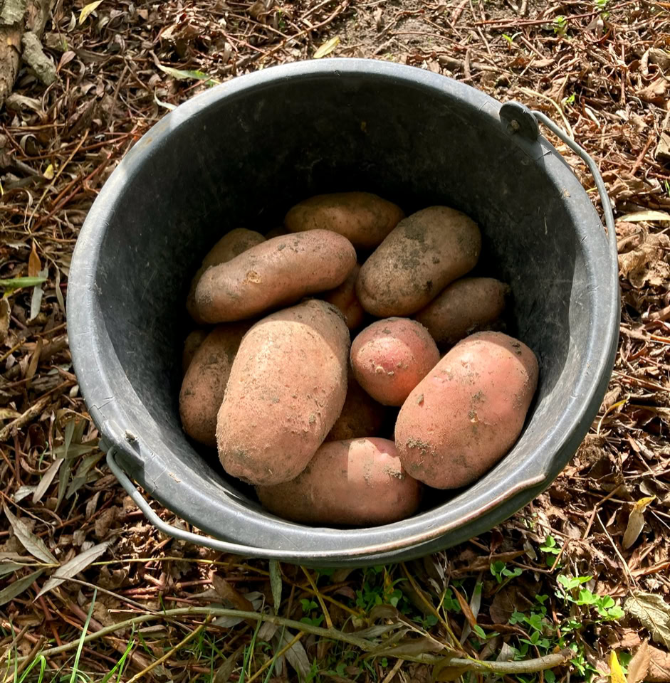 Potato bucket - Відерце картоплі