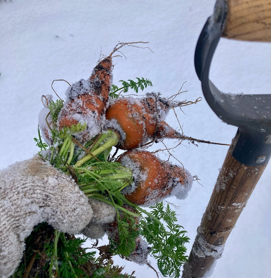 Winter carrots - Зимова морква