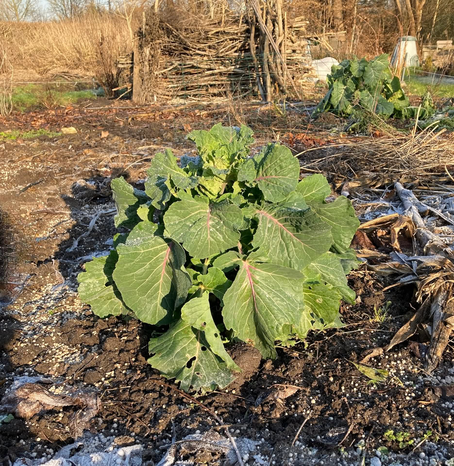 Early Broccoli - Рослина броколі