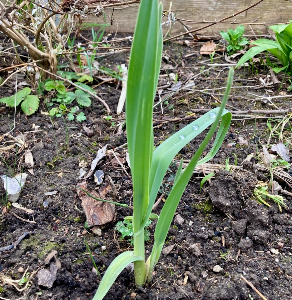 porreloeg Allium ampeloprasum L var. babingtonii April 2024