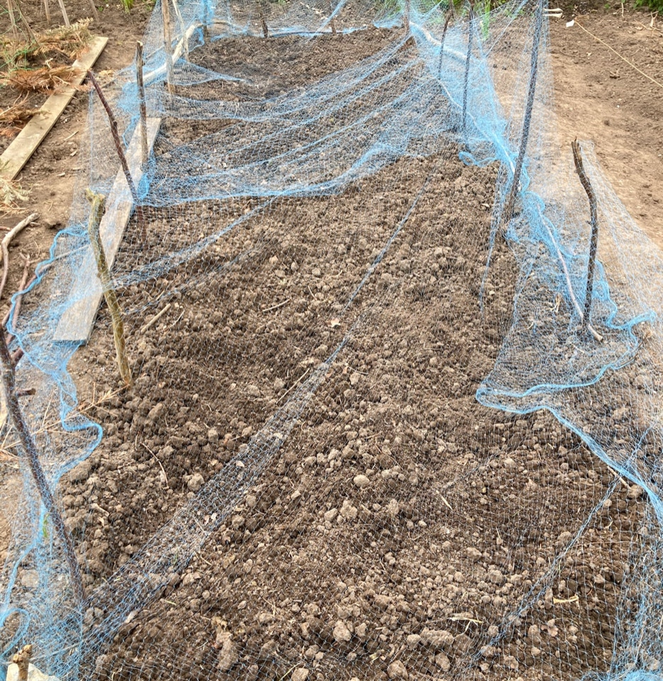 ærter organic congolese peas