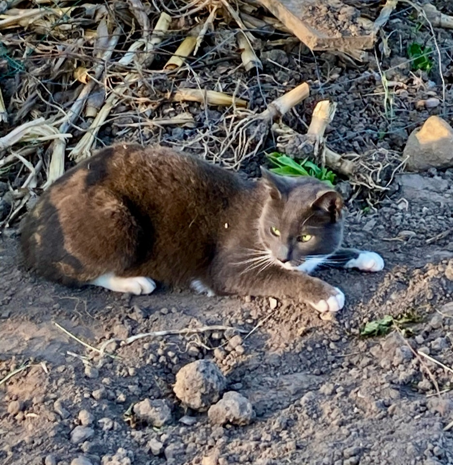 kat i have Cat in soil
