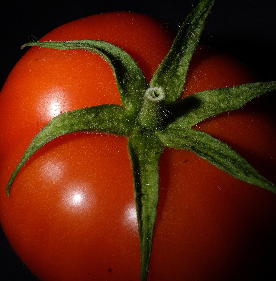 Tomato - Найчервоніший помідор