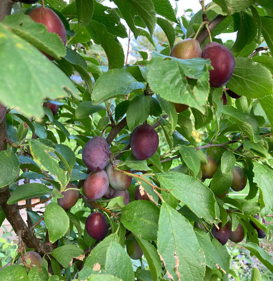 Reine Claude Althans blommer plums