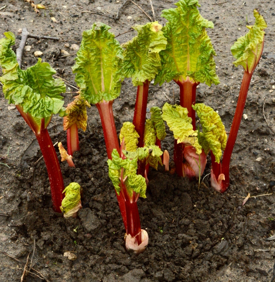 Rabarber Rhubarb sprouting