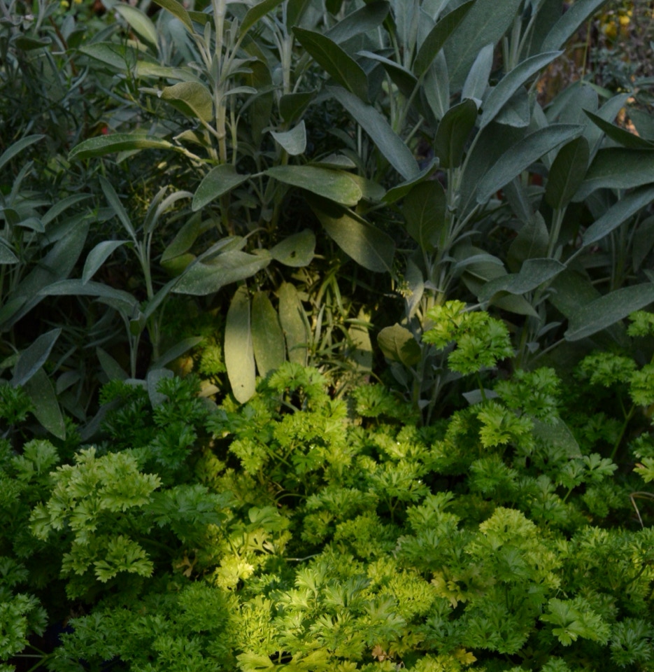 persille salvie parsley sage 