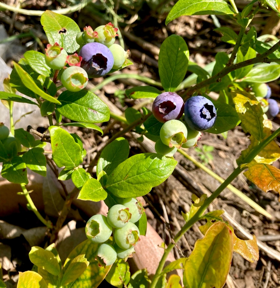 Blåbær busk - Чорниця синіє 