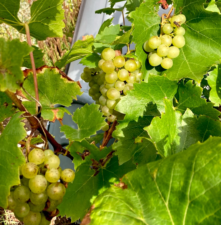Muscat grapes - Виноград Мускат