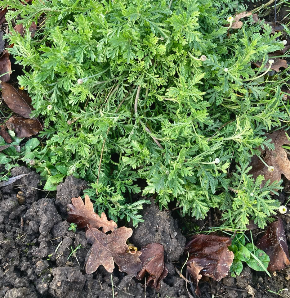 Anthemis tinctoria - Dyer’s chamomile