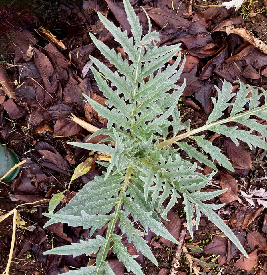 Overwintering artichoke - Зимівля артишоку