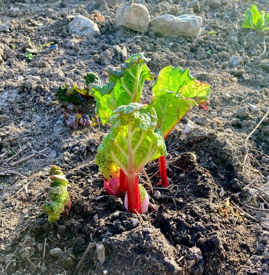 Rhubarb - Ревінь