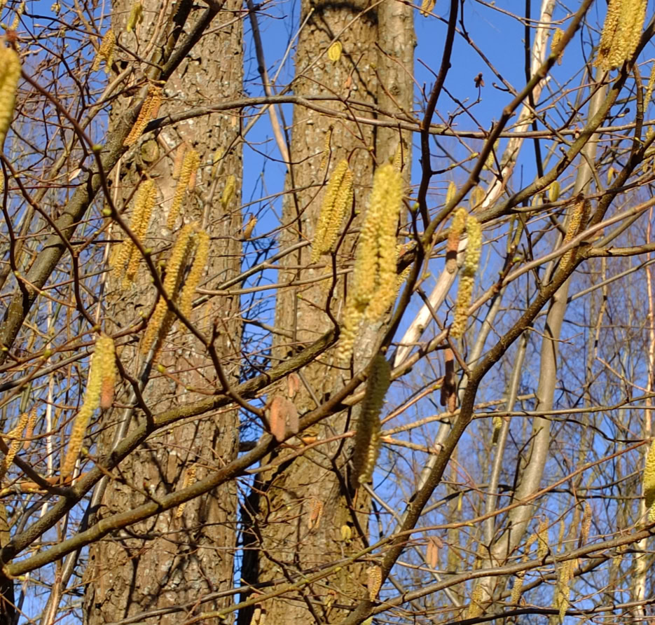 Hasselbusken blomstrer