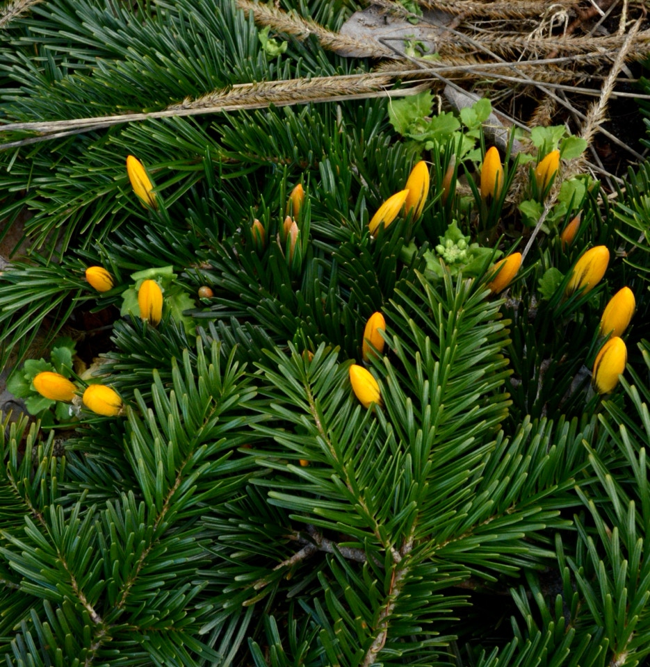 Gule krokus golden crocus