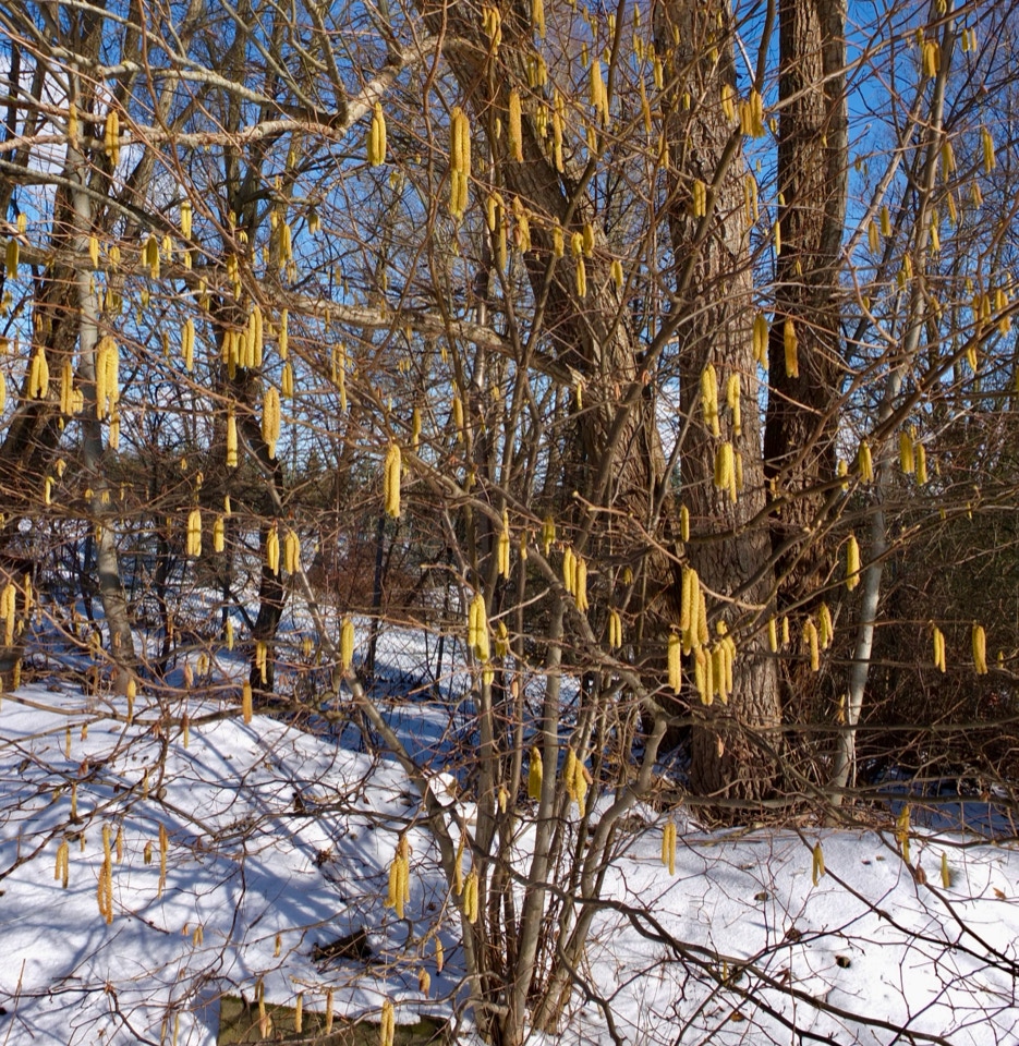 Rakler Hazel Catkins