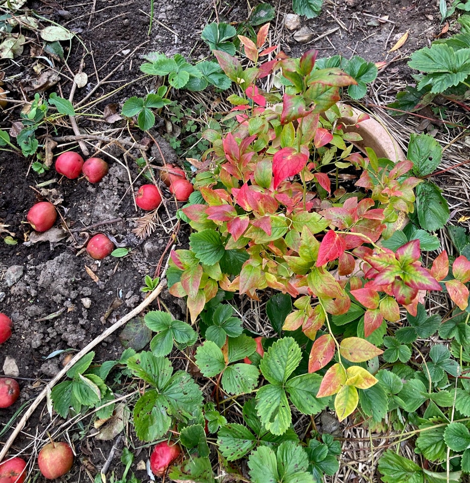 Efteraarsbed jordbaer blaabæer autumn beds