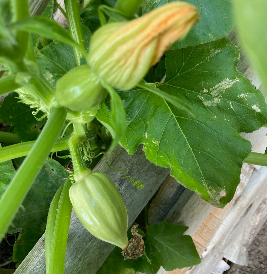 Mashed Potato squash