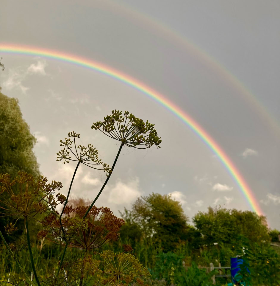 Dill under rainbow - Кріп під веселкою  