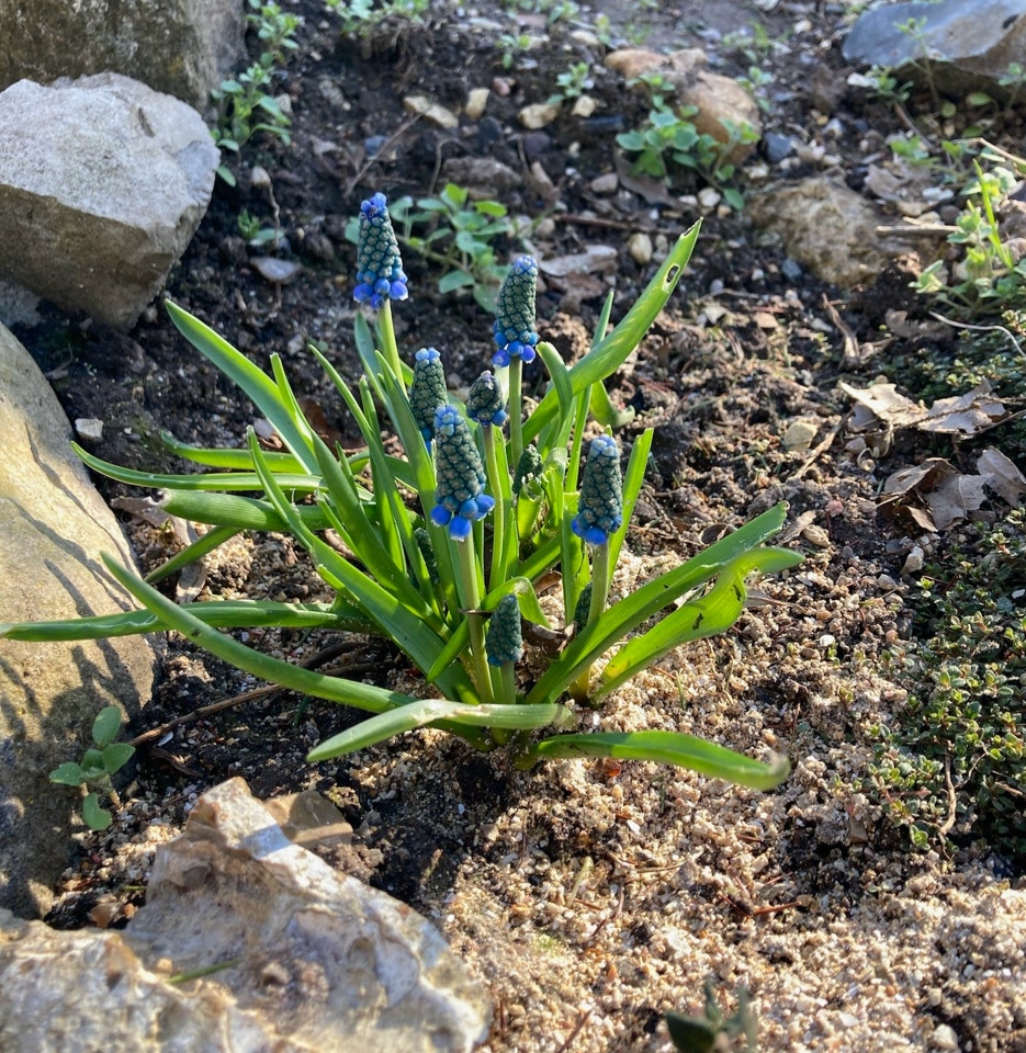 Perlehyacint, Muscari armeniacum April 2024