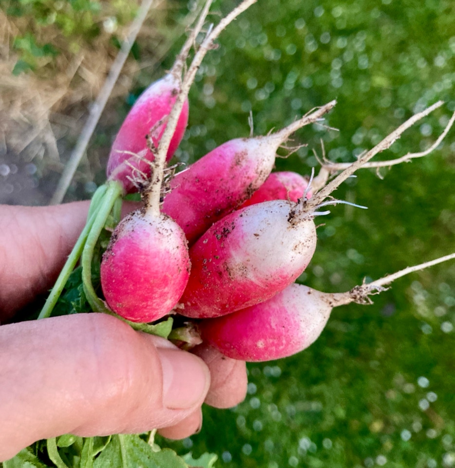 Radiser Radishes