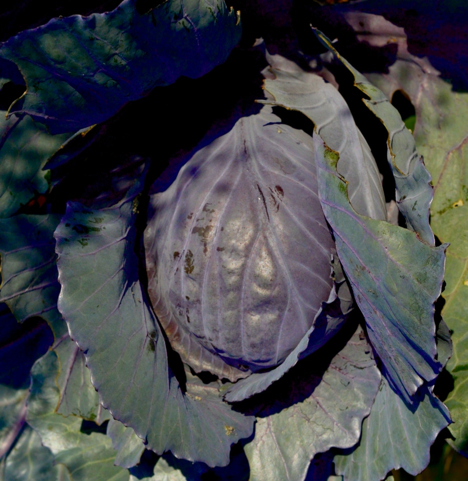 roedkaal red cabbage 