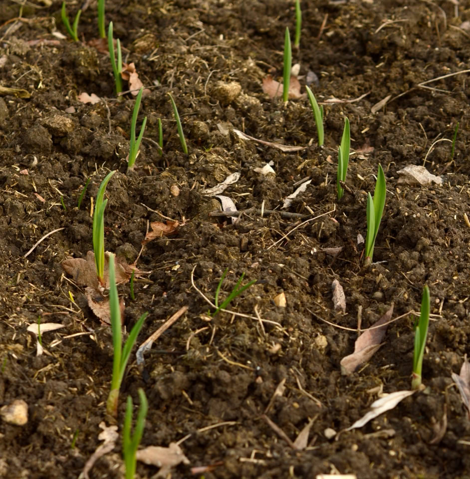 Garlic sprouts - Паростки часнику